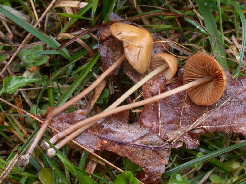 Conocybe semiglobata